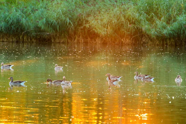 美しい水面に金色の光が反射しながら 夕方の湖には野生のガチョウが浮かんでいます — ストック写真