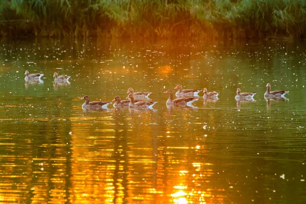 Den Vilda Gåsen Flyter Kvällssjön Medan Det Gyllene Ljuset Reflekteras — Stockfoto