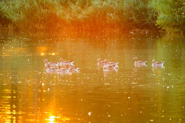 美しい水面に金色の光が反射しながら 夕方の湖には野生のガチョウが浮かんでいます — ストック写真