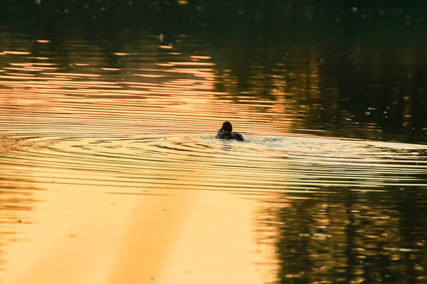 Den Vilda Gåsen Flyter Kvällssjön Medan Det Gyllene Ljuset Reflekteras — Stockfoto