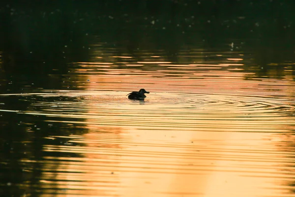 Den Vilda Gåsen Flyter Kvällssjön Medan Det Gyllene Ljuset Reflekteras — Stockfoto