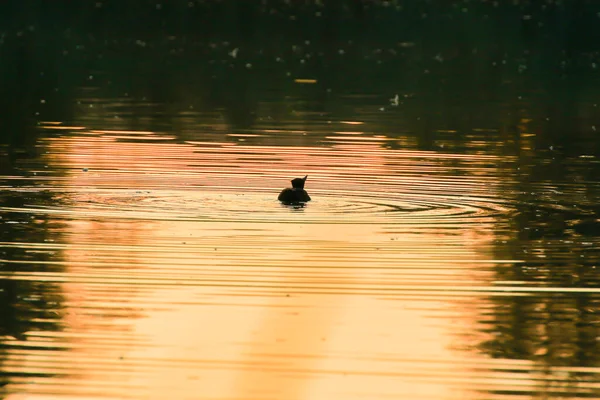 Ganso Salvaje Flota Lago Tarde Mientras Luz Dorada Refleja Hermosa — Foto de Stock