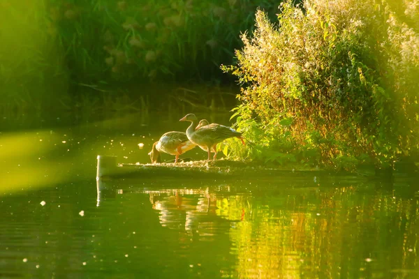 Canards Sauvages Sur Lac Près Danube Allemagne — Photo