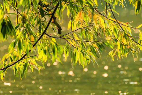 Γρασίδι Και Φύλλα Σιλουέτα Στο Ηλιοβασίλεμα Κοντά Στο Ποτάμι — Φωτογραφία Αρχείου