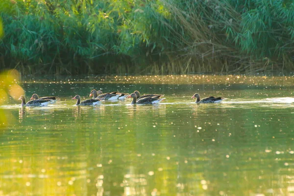 Canards Sauvages Sur Lac Près Danube Allemagne — Photo