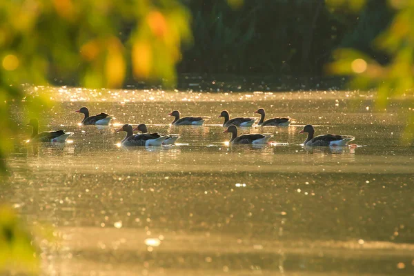 Oca Selvatica Galleggia Nel Lago Della Sera Mentre Luce Dorata — Foto Stock