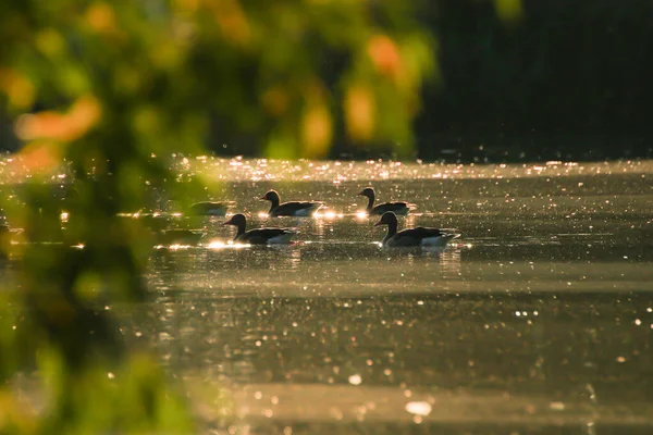 野鹅在黄昏的湖中漂浮 金色的光芒映照在美丽的水面上 — 图库照片