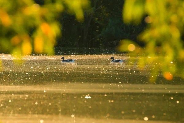 Den Vilda Gåsen Flyter Kvällssjön Medan Det Gyllene Ljuset Reflekteras — Stockfoto