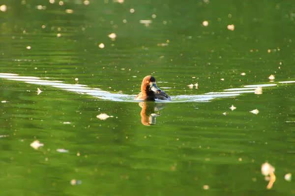 Patos Selvagens Lago Perto Rio Danúbio Alemanha — Fotografia de Stock