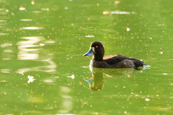 Wildenten Auf Dem See Nahe Der Donau Deutschland — Stockfoto