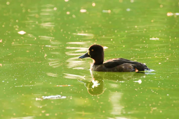 Almanya 'da Danube nehrinin yakınındaki gölde vahşi ördekler