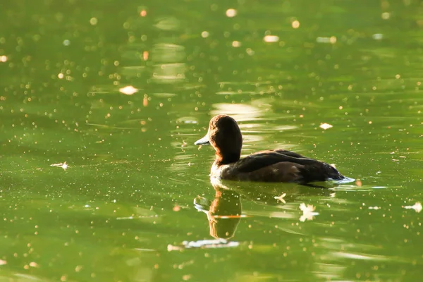 Patos Salvajes Lago Cerca Del Río Danubio Alemania — Foto de Stock