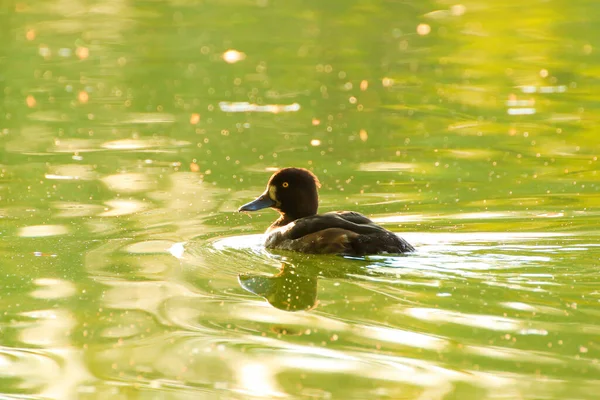 Vilda Ankor Sjön Nära Floden Danube Tyskland — Stockfoto