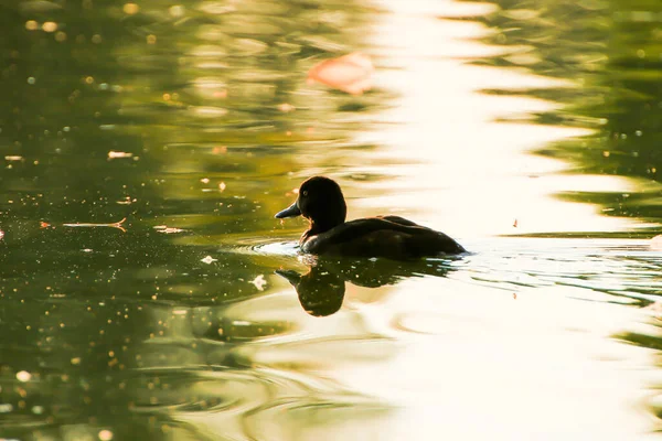 Patos Selvagens Lago Perto Rio Danúbio Alemanha — Fotografia de Stock