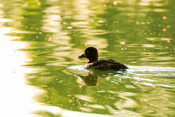 Almanya 'da Danube nehrinin yakınındaki gölde vahşi ördekler
