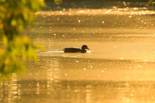 Ganso Salvaje Flota Lago Tarde Mientras Luz Dorada Refleja Hermosa — Foto de Stock