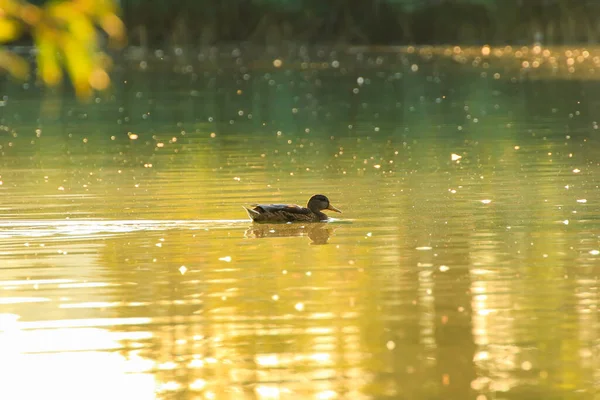 Yaban kazı akşam gölünde yüzerken altın ışık güzel su yüzeyine yansıyordu..