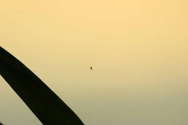 Spindelsiluett Gräset Vid Solnedgången — Stockfoto