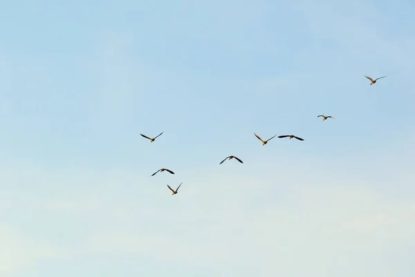레겐스부르크 다뉴브강 근처에서 날아다니는 — 스톡 사진