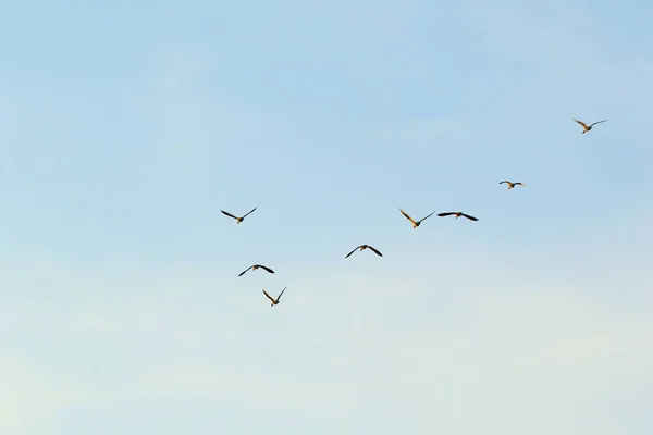 Regensburg Germany Wild Goose Flaying Danube Water Stream — Stock Photo, Image