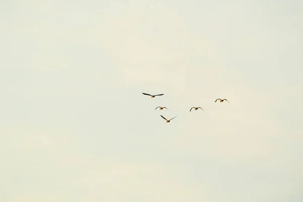 Regensburg Germany Wild Goose Flaying Danube Water Stream — Stock Photo, Image