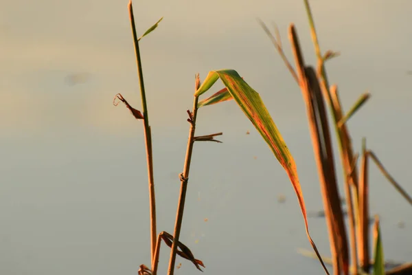 Γρασίδι Και Φύλλα Σιλουέτα Στο Ηλιοβασίλεμα Κοντά Στο Ποτάμι — Φωτογραφία Αρχείου