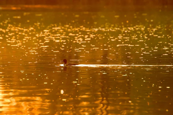 Ganso Selvagem Flutuar Lago Noite Enquanto Luz Dourada Refletida Bela — Fotografia de Stock