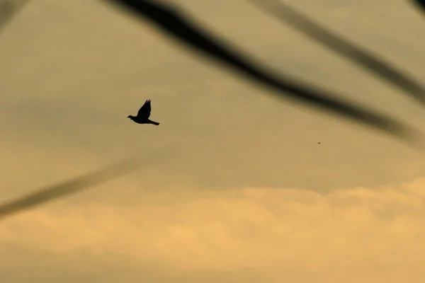 Vogelsilhouet Tijdens Vlucht Bij Zonsondergang — Stockfoto