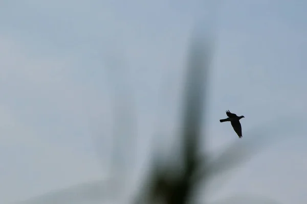 Fågel Siluett Flygning Vid Solnedgången — Stockfoto