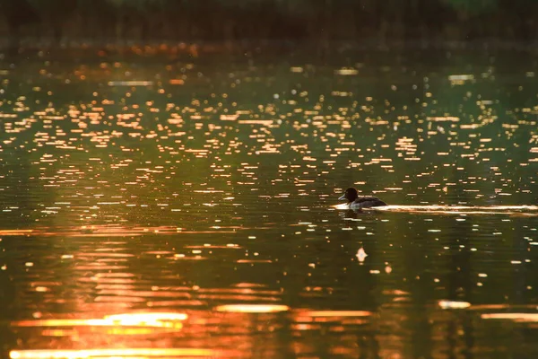 Den Vilda Gåsen Flyter Kvällssjön Medan Det Gyllene Ljuset Reflekteras — Stockfoto