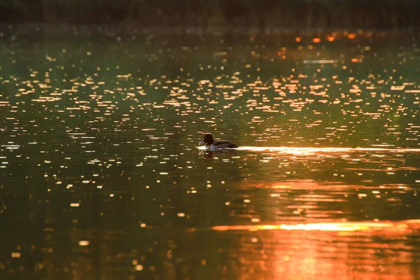 Oca Selvatica Galleggia Nel Lago Della Sera Mentre Luce Dorata — Foto Stock