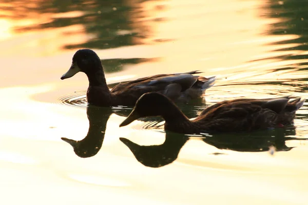 Den Vilda Gåsen Flyter Kvällssjön Medan Det Gyllene Ljuset Reflekteras — Stockfoto