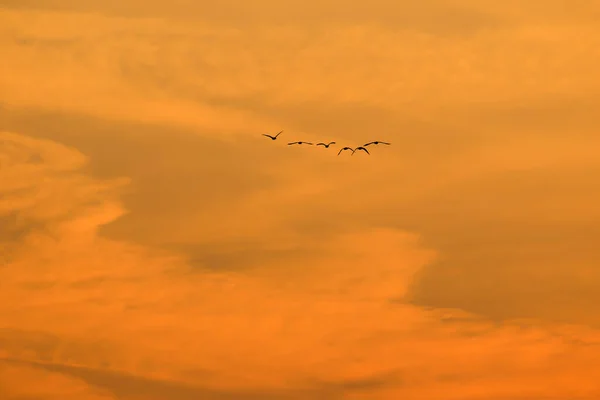 Flock Fåglar Silhuett — Stockfoto