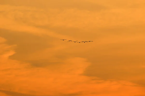 Flock Fåglar Silhuett — Stockfoto