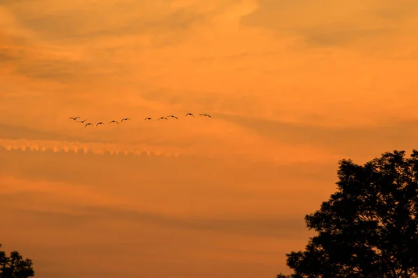 Vogelschwarm Silhouette — Stockfoto