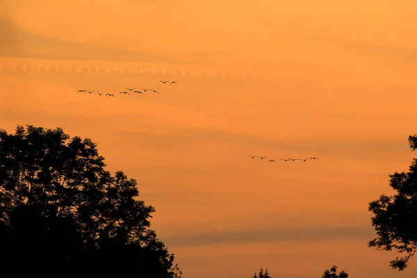 Flock Of Birds Silhouette