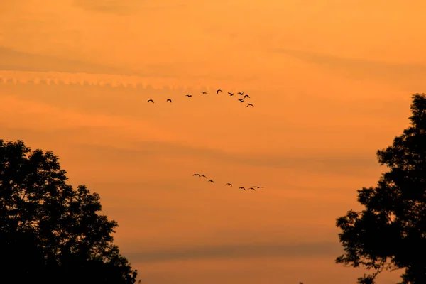 Vogelschwarm Silhouette — Stockfoto