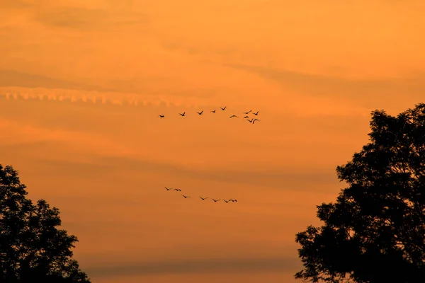 Vogelschwarm Silhouette — Stockfoto