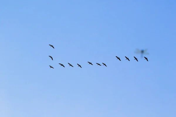 Silueta Păsări — Fotografie, imagine de stoc