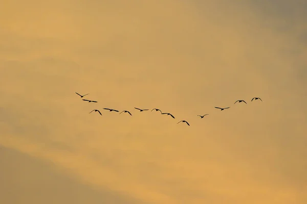 Flock Fåglar Silhuett — Stockfoto
