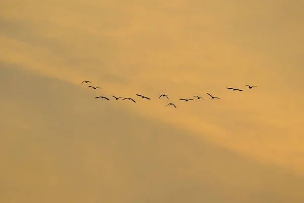 새들의 무리인 실루엣 — 스톡 사진