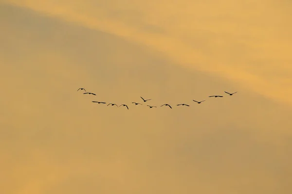 Bandada Aves Silueta — Foto de Stock