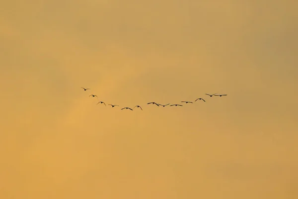 Vogelschwarm Silhouette — Stockfoto