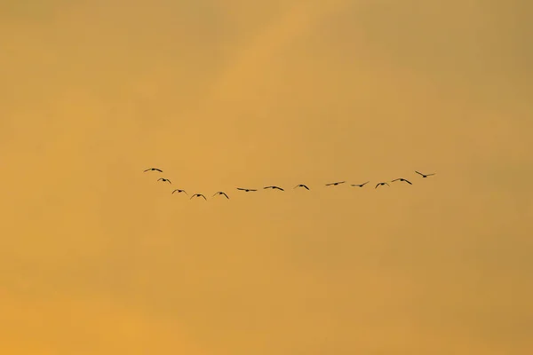 Vogelschwarm Silhouette — Stockfoto