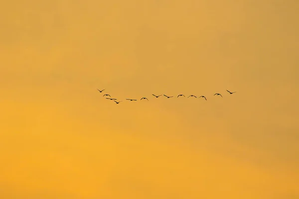 Vogelschwarm Silhouette — Stockfoto