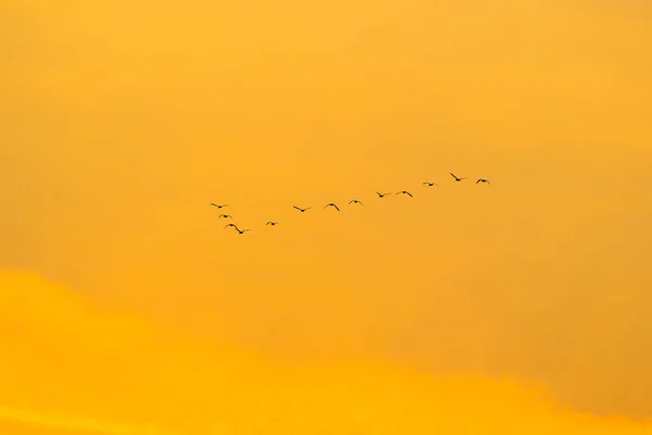 Vogelschwarm Silhouette — Stockfoto