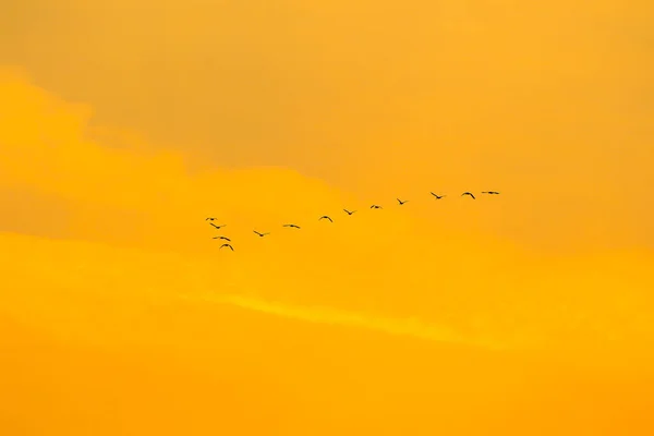 Vogelschwarm Silhouette — Stockfoto