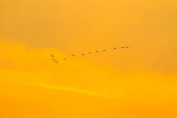 Bandada Aves Silueta — Foto de Stock