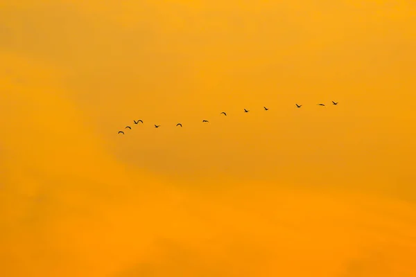 Flock Birds Silhouette — Stock Photo, Image