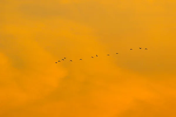 Bandada Aves Silueta — Foto de Stock